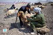 اجرای عملیات واکسیناسیون رایگان تب برفکی گوسفند و بز در فارس 